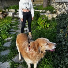 Pets Wuu Üç Renkli Tasarım Köpek  Eller Serbest Hands Free Koşu Ve Yürüyüş Gezdirme Tasması