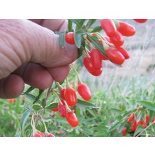 Kırmızı Goji Berry Fidanı 2-3 Yaş