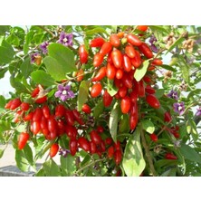 Kırmızı Goji Berry Fidanı 2-3 Yaş