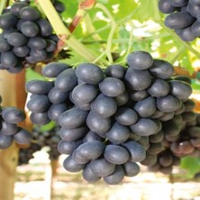 Yoğun Aromalı Çok Iri Salkımlı Antep Karası Parmağı Üzüm(Asma-Bağ) Fidanı