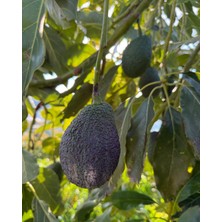 Avogarden Taze Avokado Hass 5'li Paket - 150 - 200 gr Arası