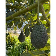 Avogarden Taze Avokado Hass 10'lu Paket - 150 - 200 gr