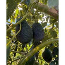 Avogarden Taze Avokado Hass 10'lu Paket - 150 - 200 gr