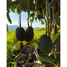 Avogarden Taze Avokado Hass 10'lu Paket - 150 - 200 gr