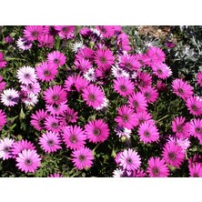 TNC Garden Groups Bodrum Papatyası 3 Adet Pembe ve Mor Renkli
