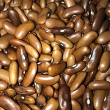 Anamur Naturel Geleneksel Doğal Magnum Oturak Fasulye Tohumu (10 Tohum)