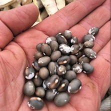 Anamur Naturel Geleneksel Kılçıksız Pellegrini Fasulye Tohumu (10 Tohum)