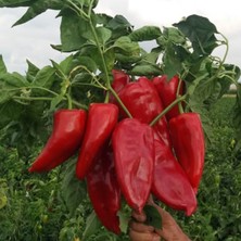 Ata Tohumu Salçalık Közlemelik Kızartmalık Tatlı Kırmızı Kapya Biberi Tohumu (70 Tohum)