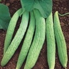 Geleneksel Tohumlar Ata Tohumu Turşuluk Sofralık Hita Acur Tohumu (20 Tohum)