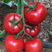 Sırık Etli Salkım Çok Taneli Esra F1 Domates Tohumu (10 Tohum)