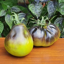 Alacalı Yeşil Flanders Contrast Domates Tohumu (15 Tohum)