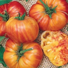 Alacalı Etli Hillbilly Flame Domates Tohumu (15 Tohum)