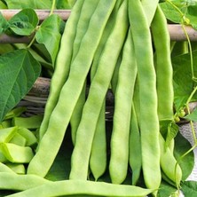 Ata Tohum Sırık Kılçıksız Alman Ayşe Tipi Fasulye Tohumu (20 Tohum)