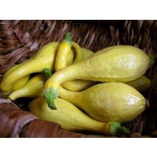 Crookneck Erkenci Yazlık Kabak Tohumu (10 Tohum)