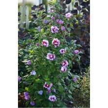 TNC Garden Groups Gülhatmi (Alcea Rosea) 50-70 cm