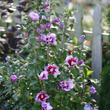 TNC Garden Groups Gülhatmi (Alcea Rosea) 50-70 cm