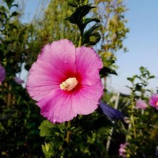 TNC Garden Groups Gülhatmi (Alcea Rosea) 50-70 cm