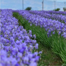 Saksılı Mezarlık Çiçeği Mor Zambak 15-30 cm