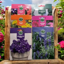 Hematorf Çiçek Tohumu Ekonomik Set - 6 Paket
