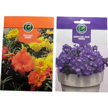 Hematorf Çiçek Tohumu Ekonomik Set - 6 Paket