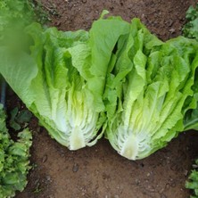 BK Commerce Sunagri Yedikule Marul Tohumu - Gevrek Yağlı Yapraklı Lezzetli ve Göbek Yapılı