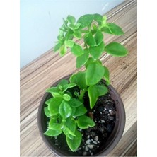 Kabir Çiçeği Buz Çiçeği Fidanı Aptenia Cordifolia 10-20 cm