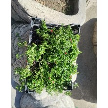 Buz Çiçeği Fidanı Skulent & Kaktüs 10-20 cm