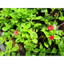 Buz Çiçeği Sarmaşığı Fidanı 10-20 cm