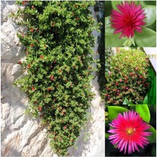 Buz Çiçeği Fidesi Fidanı 1 Adet 10-20 cm