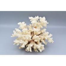 Murty99 Hakiki Doğal Beyaz Mercan Kaya Parçası 516 Gram