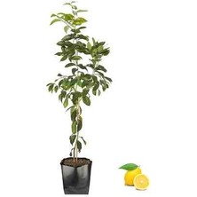 Yediveren Limon Fidanı Aşılı Tüplü Sertifikalı