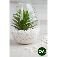 TeknoTrust Beyaz Dolomit Taş 500g, Dekoratif Vazo ve Akvaryum İçin 1-2 cm Parça, Renk: Beyaz