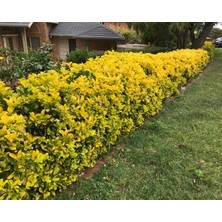 TNC Garden Groups Gold Taflan (Euonymus Japonica Aurea) – Büyük Boy 40-50 cm