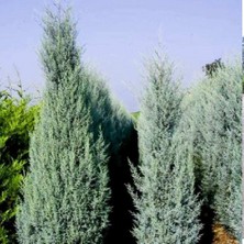TNC Garden Groups Mavi Servi Cupressus Arizona Tohumu – 100 Gr.