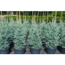 TNC Garden Groups Mavi Servi Cupressus Arizona Tohumu – 100 Gr.