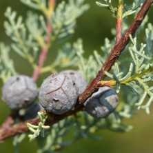 TNC Garden Groups Mavi Servi Cupressus Arizona Tohumu – 100 Gr.