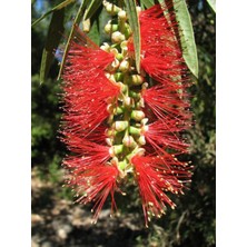 TNC Garden Groups Fırça Çalısı (Callistemon Laevis)