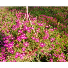 TNC Garden Groups Acem Halısı - Askılı Saksıda