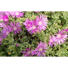 TNC Garden Groups Acem Halısı - Pembe Askılı Saksıda 2 Adet