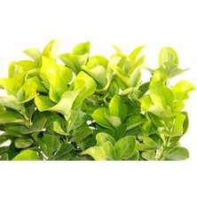 TNC Garden Groups Gold Taflan (Euonymus Japonica Aurea) – Sarı Çit Bitkisi Mavi Sak