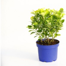 TNC Garden Groups Gold Taflan (Euonymus Japonica Aurea) – Sarı Çit Bitkisi Mavi Sak
