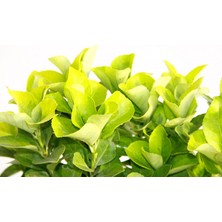 TNC Garden Groups Gold Taflan (Euonymus Japonica Aurea) – Sarı Çit Bitkisi Mavi Sak