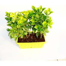 TNC Garden Groups Gold Taflan (Euonymus Japonica Aurea) – Sarı Çit Bitkisi 6’li Dik