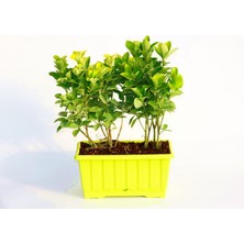 TNC Garden Groups Gold Taflan (Euonymus Japonica Aurea) – Sarı Çit Bitkisi 6’li Dik