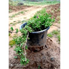 Yayılıcı Acem Halısı Canlı Çiçek Fidanı 10-20 cm