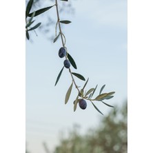 Sofralık Siyah Zeytin %100 Doğal Premium Net 165 Gr. | Doğal Fermente, Katkısız Koruyucusuz