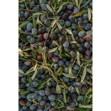 Sofralık Siyah Zeytin %100 Doğal Premium Net 360 Gr. | Doğal Fermente, Katkısız Koruyucusuz