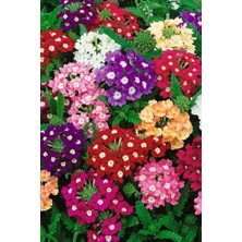 The Best Online Thebestonline Askılı Mine Çiçeği