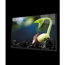 Filizlenmiş Yeşil Bitki Cam Tablo