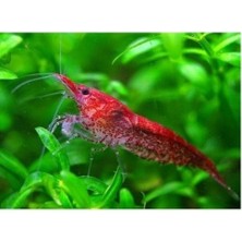 .kiraz Karides 10 Adet 1-2 cm